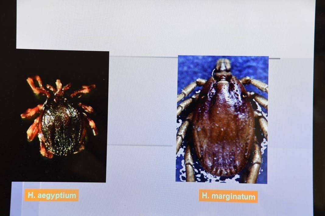 Bu illerde yaşayanlar dikkat: İnsanların gölgesini ve kokusunu algılıyor! Ölümcül olabilir 25